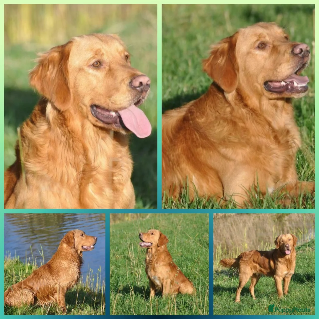 Goldador honden te koop: Prachtige Goldador pups - Advertentie 17