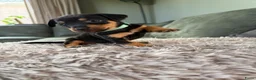 Jack Russel Terriër honden te koop: Prachtige Black & Tan Jack Russell pups in Sumar - Advertentie 3