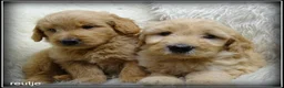 Labradoodle honden te koop: Labradoodle medium pups - Advertentie 9