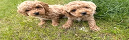 Maltipoo honden te koop: Mini maltipoo f1 b super mooie, gezonde pups - Advertentie 12
