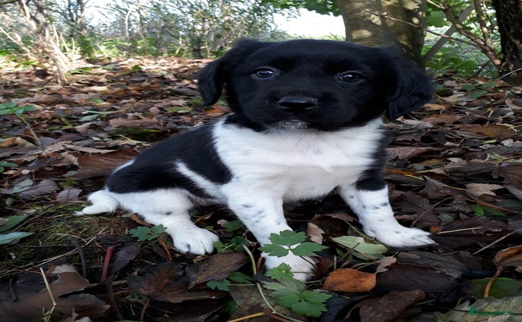 Friese Stabij honden - Advertentie 2