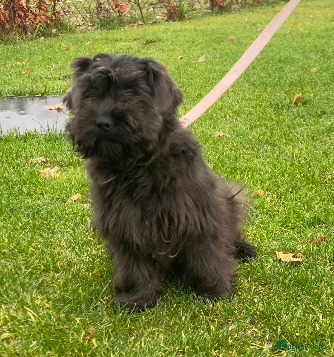 Boomer honden te koop: Leuke boomer reu  - Advertentie 6