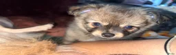 Pomchi honden te koop: Pomchi reutje. - Advertentie 6