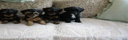 Kruising honden te koop: Maltipoo black & tan  een zwart met witte bles - Advertentie 21