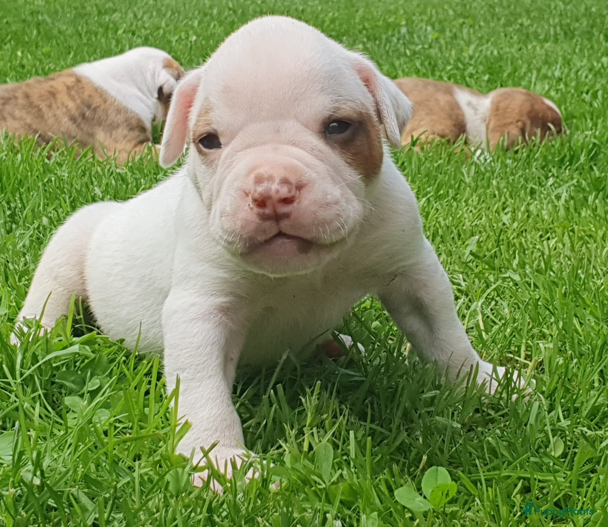 Amerikaanse Bulldog honden Prachtige Amerikaanse bulldog pups met stamboom - Advertentie 1
