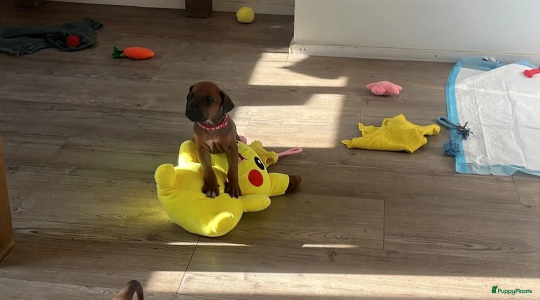 Rhodesian Ridgeback honden te koop: Pups met stamboom Rhodesian Ridgeback  - Advertentie 2