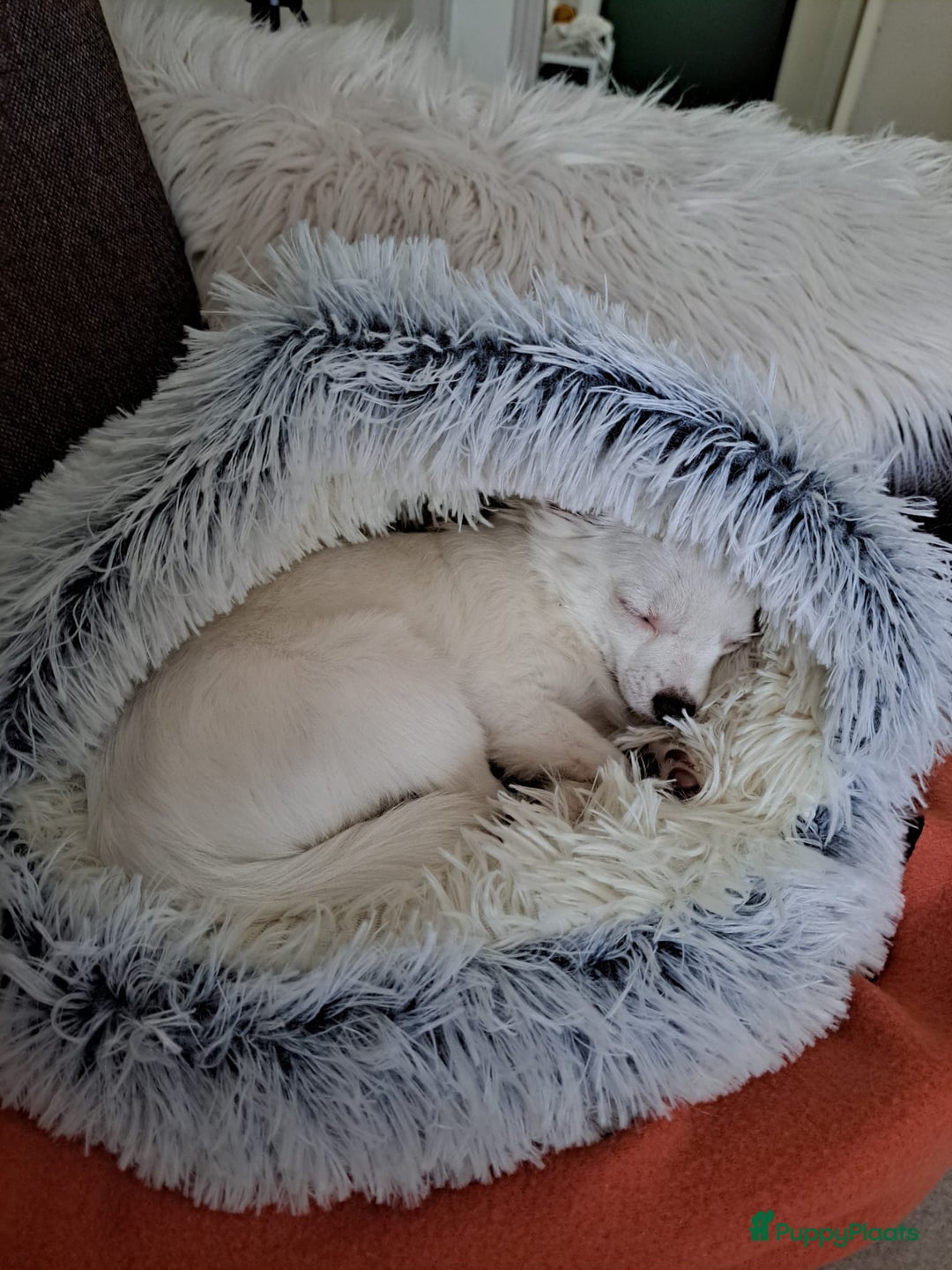 Chihuahua honden te koop: Mooi wit reutje !!! - Advertentie 3