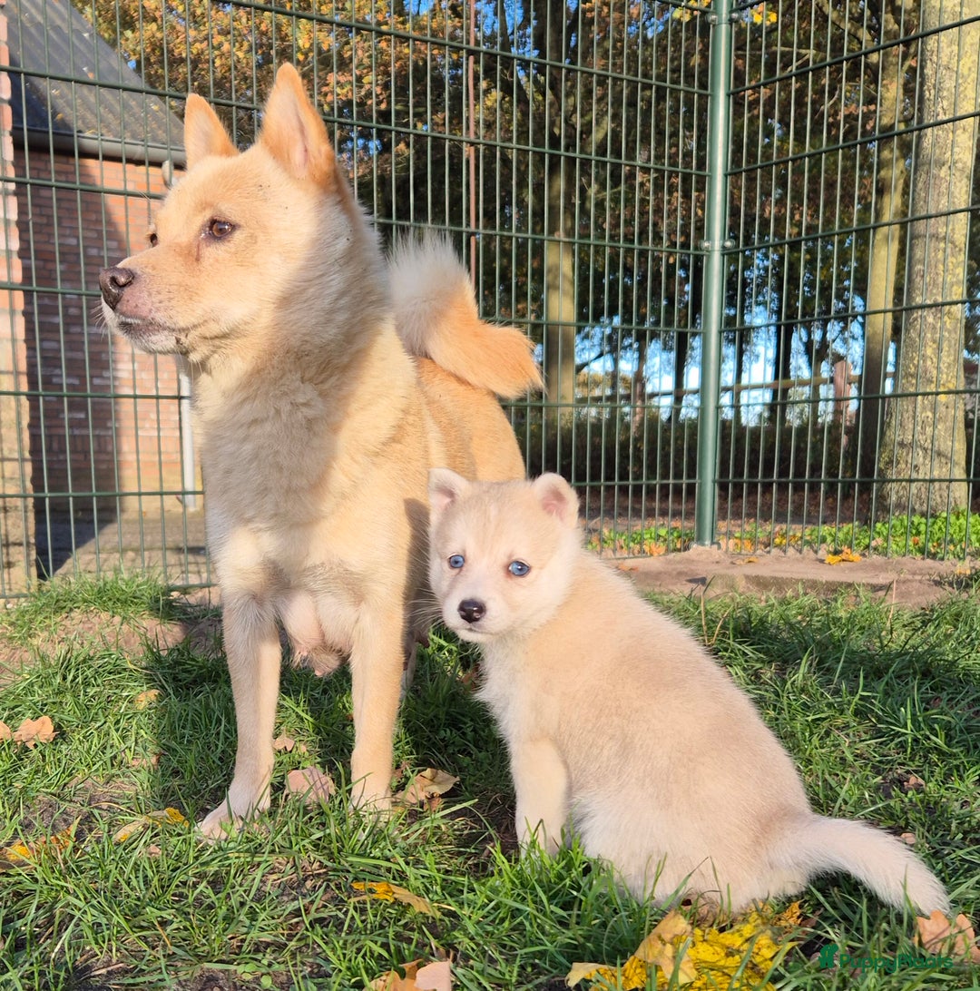 Kruising honden te koop: Pomsky x Shiba inu pups - Advertentie 8