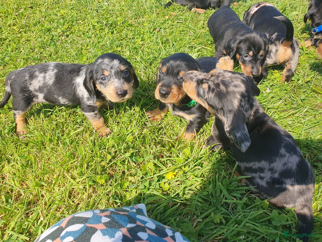 Ruwhaar Teckel honden te koop: Standaard ruwhaar teckel  - Afbeelding 21