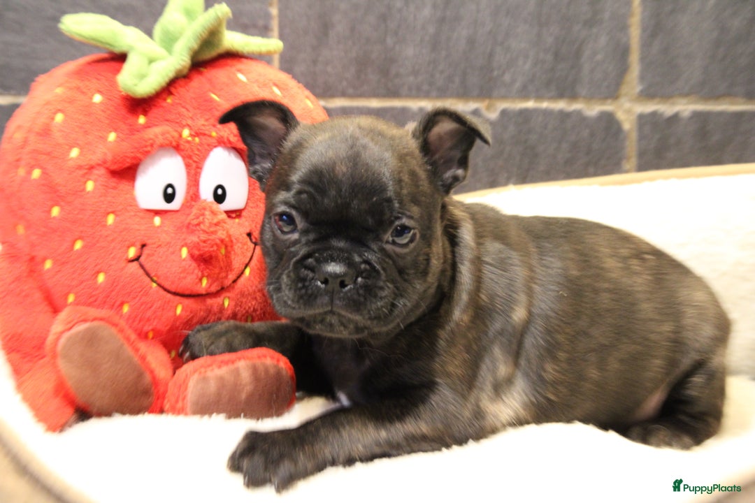 Franse Bulldog honden te koop: Franse Bulldog pups - Advertentie 35