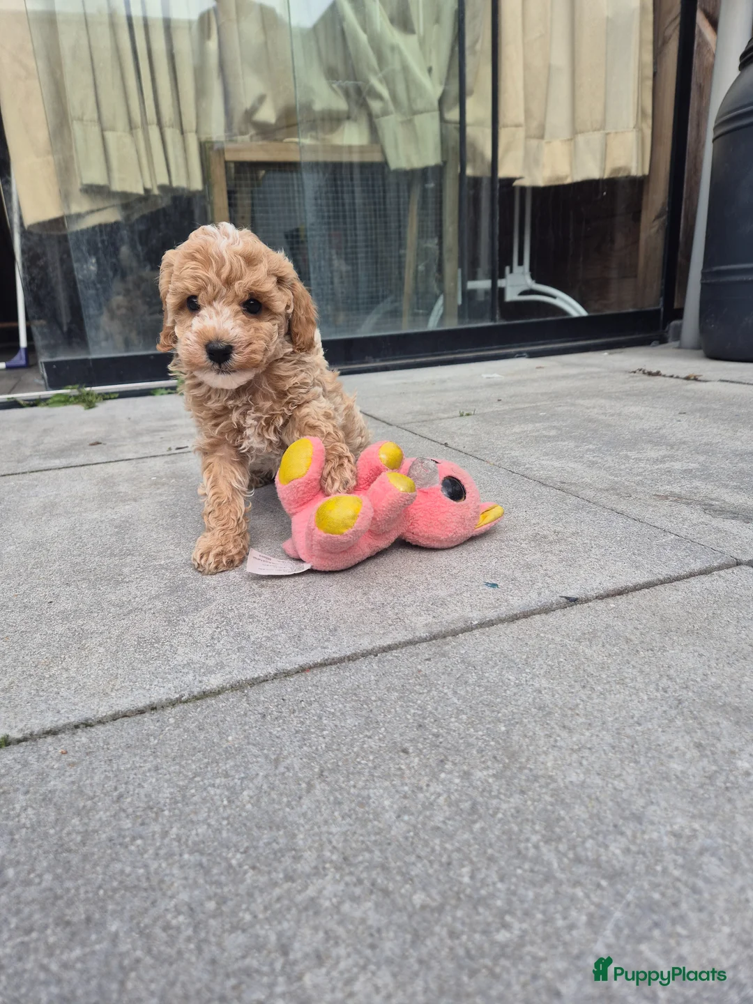 Maltipoo honden te koop: Maltipoo / toypoedel kruising - Advertentie 2