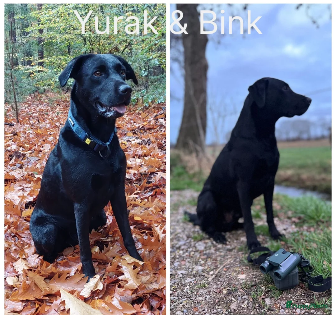 Labrador Retriever honden te koop: werklijn labrador ( zwart) in Putten - Advertentie 1