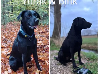 Labrador Retriever honden werklijn labrador ( zwart) - Advertentie 1