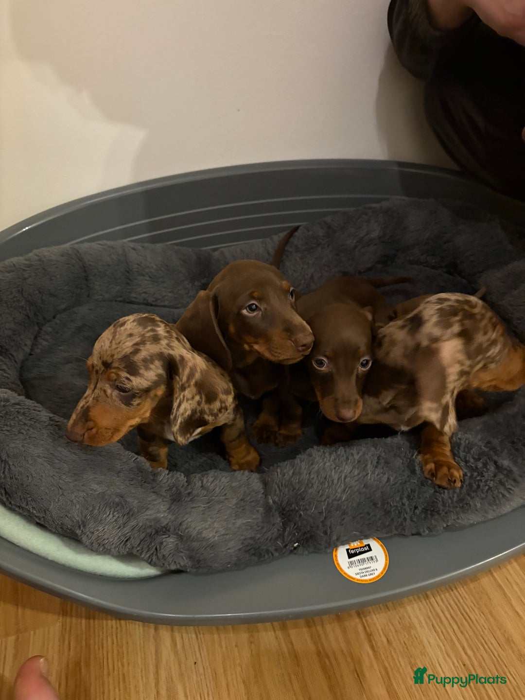 Teckel (korthaar)  honden te koop: Dwerg teckels opzoek naar gouden mandje. - Advertentie 3