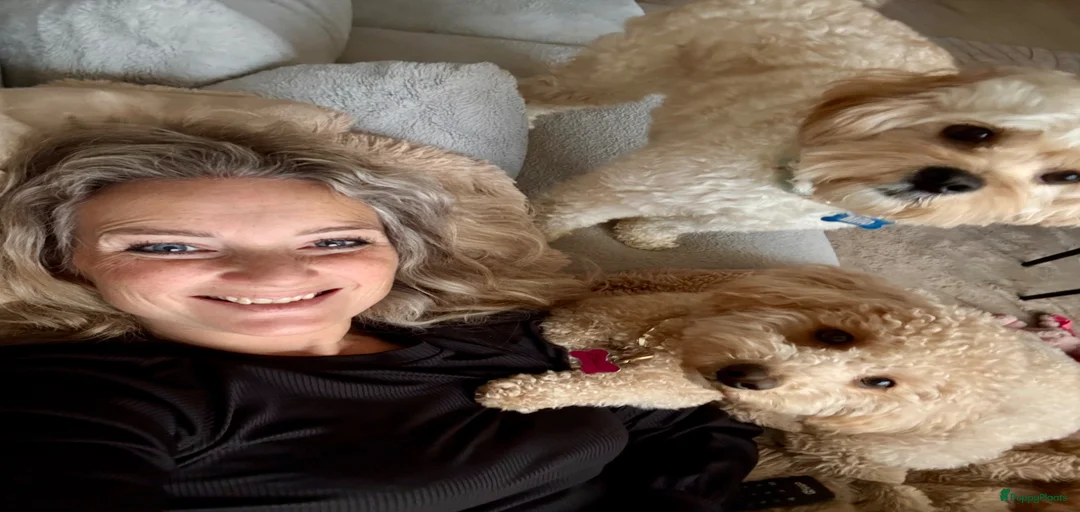 Galerij afbeelding {{count}}