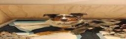 Australian Shepherd honden te koop: Australische herder puppy's  - Advertentie 3