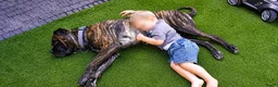 Bullmastiff honden ter dekking:  Dekreu (Bullmastiff x Cane Corso) beschikbaar  - Advertentie 2