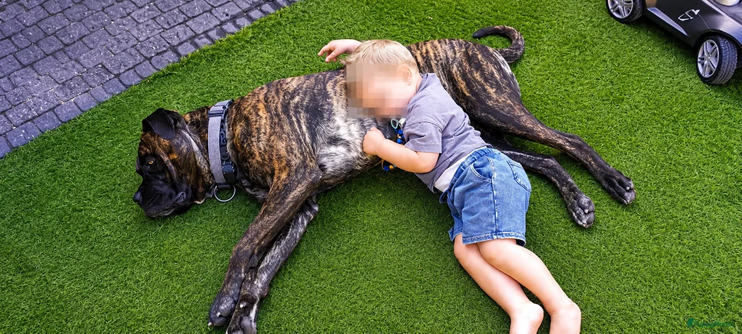 Bullmastiff honden ter dekking:  Dekreu (Bullmastiff x Cane Corso) beschikbaar  - Advertentie 2