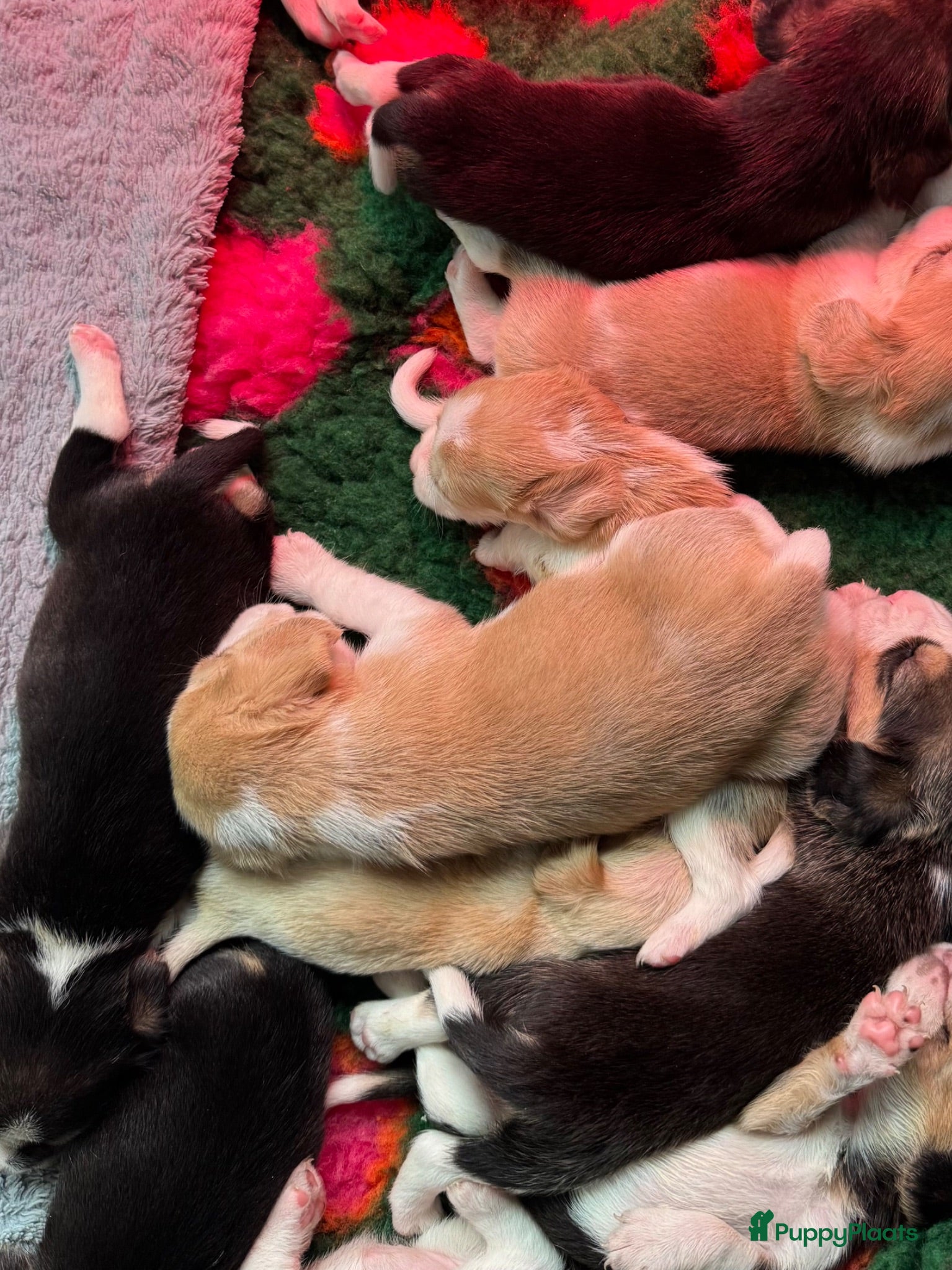 Beagle honden Beaglepups geboren!!! - Advertentie 2