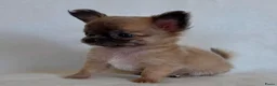 Chihuahua honden te koop: Chihuahua pup (klein reutje) - Advertentie 7