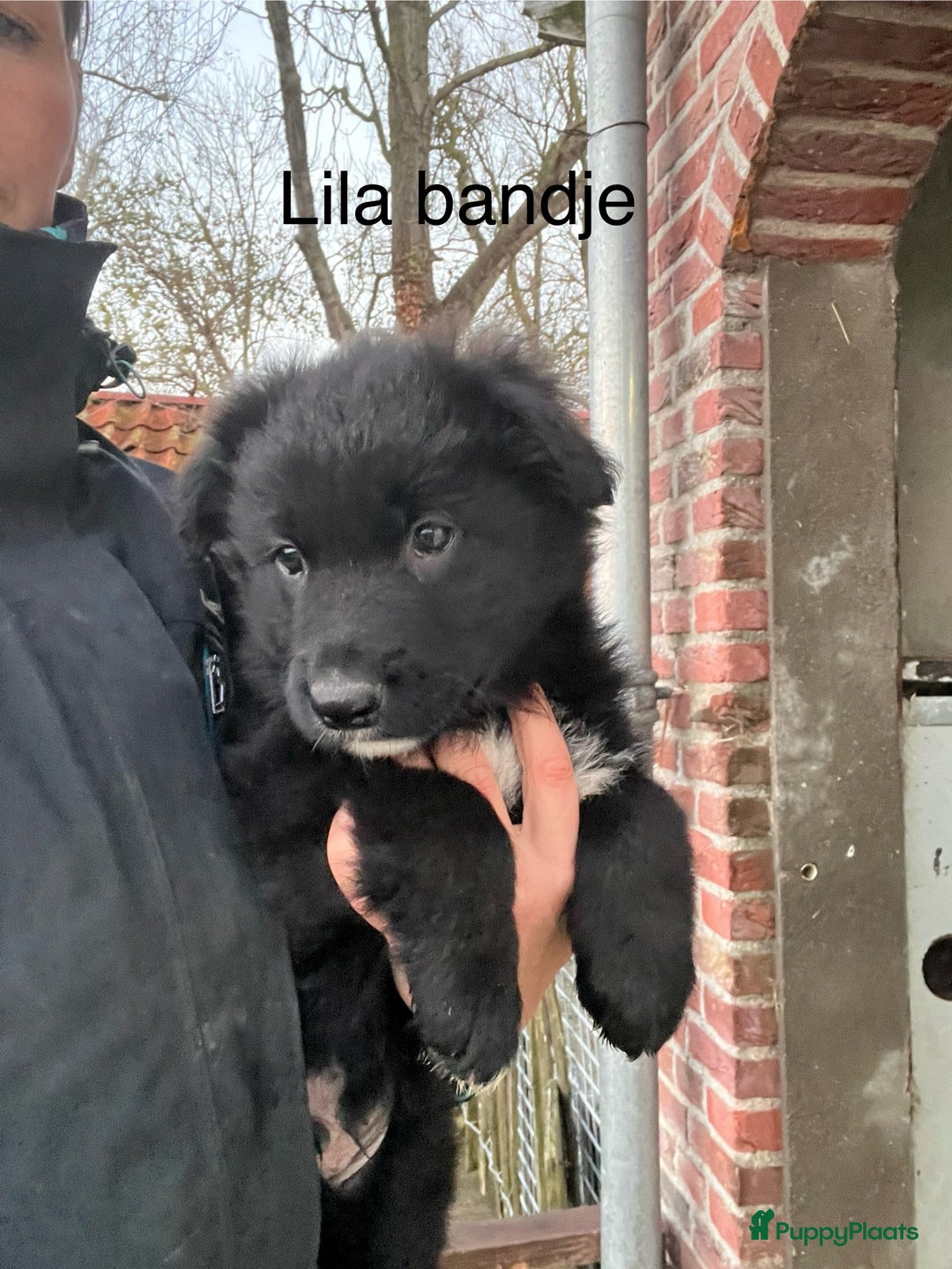 Kruising honden te koop: Lieve duitse herder x border collie pups - Advertentie 21