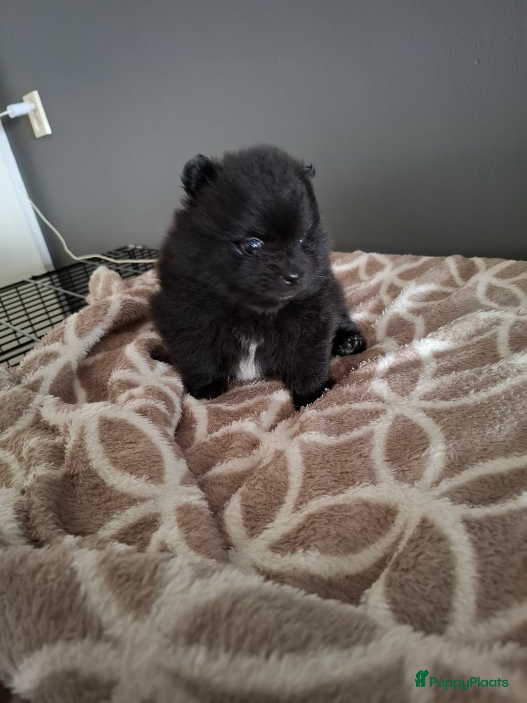 Pomeriaan honden te koop: Pomeranian pups met stamboom en geteste ouders  - Afbeelding 10