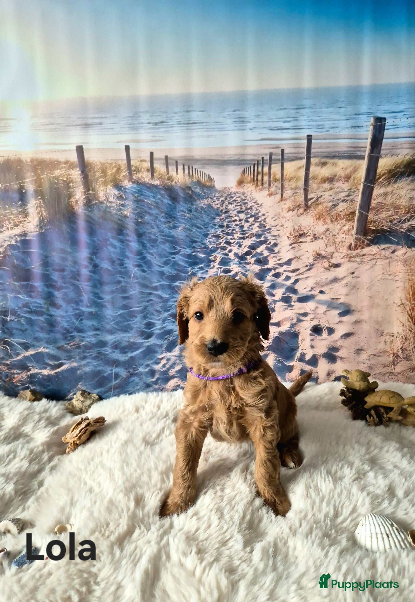 Labradoodle honden Lieve labradoodle pups met geweldig karakter  - Advertentie 2
