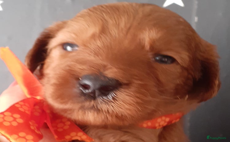 Australian Labradoodle honden - Advertentie 3