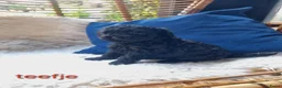 Poedel Toy honden te koop: Toypoedel pups in Oosterwolde - Advertentie 7