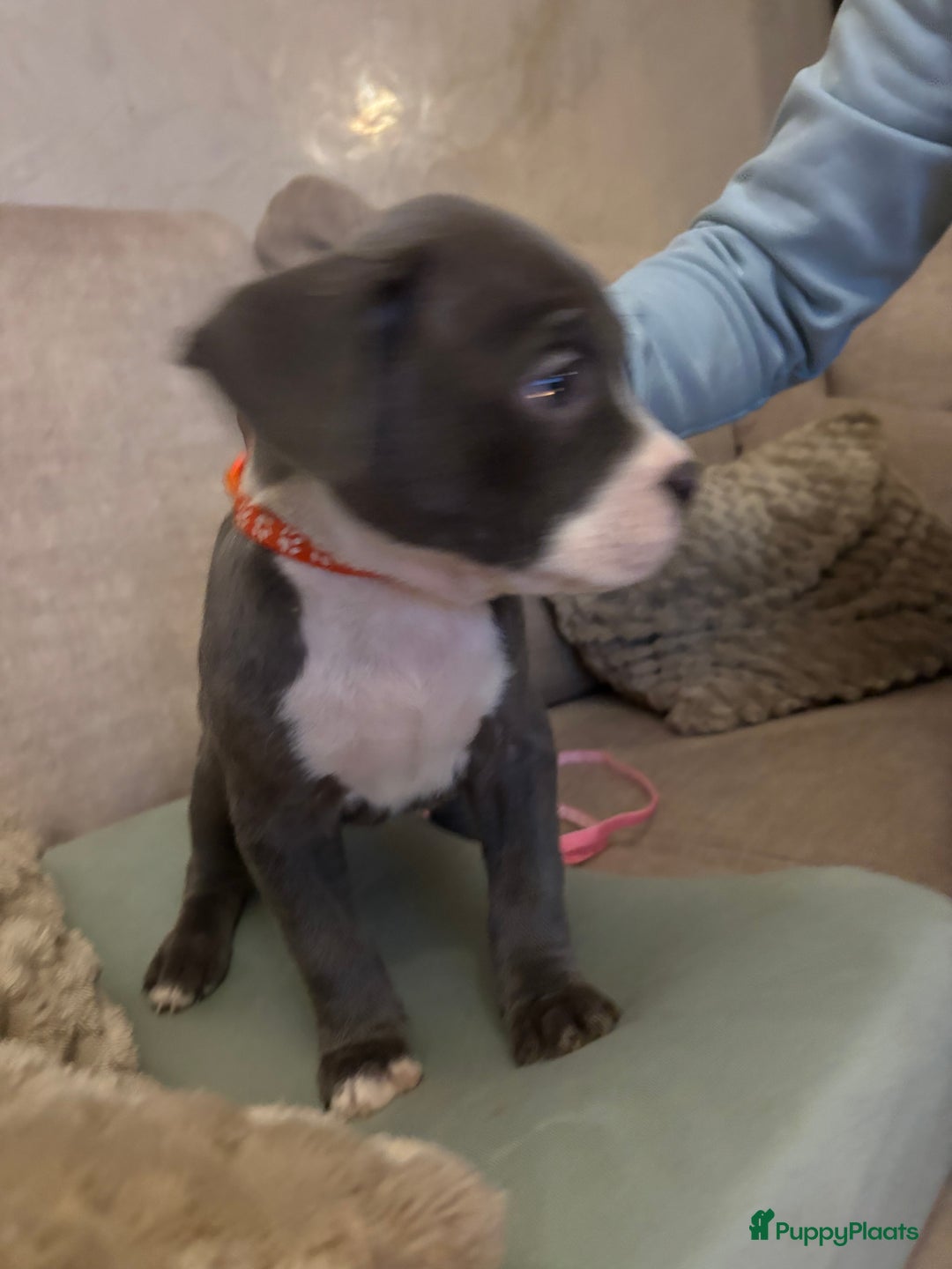 Amerikaanse Bully honden te koop: Amerikaanse bully xl - Advertentie 6