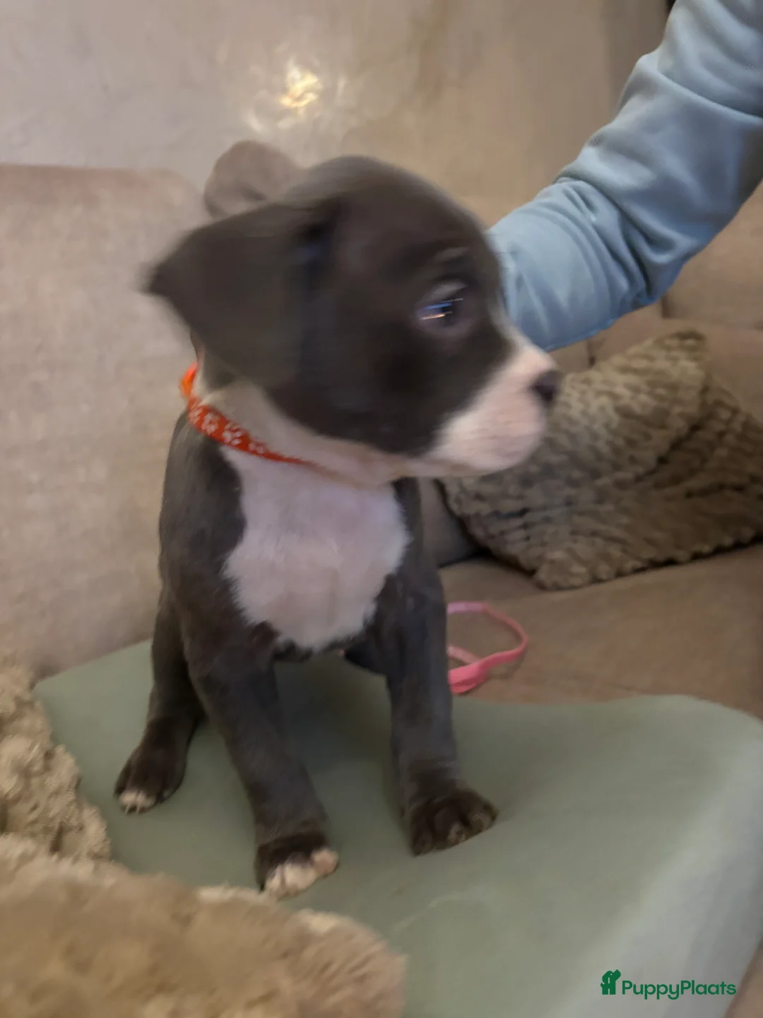 Amerikaanse Bully honden te koop: Amerikaanse bully xl - Advertentie 6