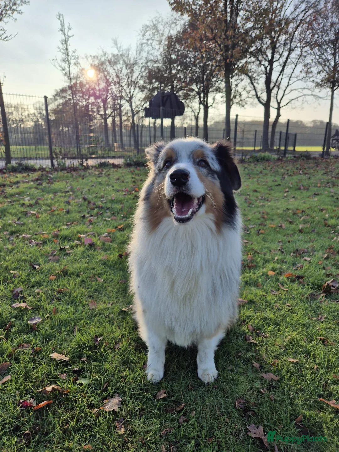 Australian Shepherd honden te koop: Australische Herder puppy's (zie foto's) - Advertentie 12