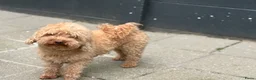 Kruising honden te koop: Lieve Boompoo pups zoeken een nieuw huisje! - Advertentie 17
