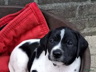 Kruising honden Unieke aparte bijzondere kruising - Advertentie 3