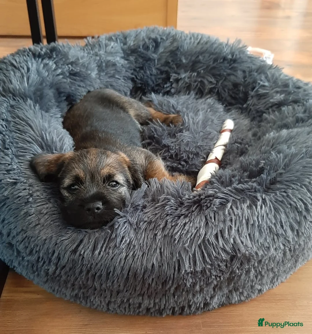 Border Terriër honden ter dekking: Border Terrier Dekreu!  06 41290018 in Losser - Advertentie 18