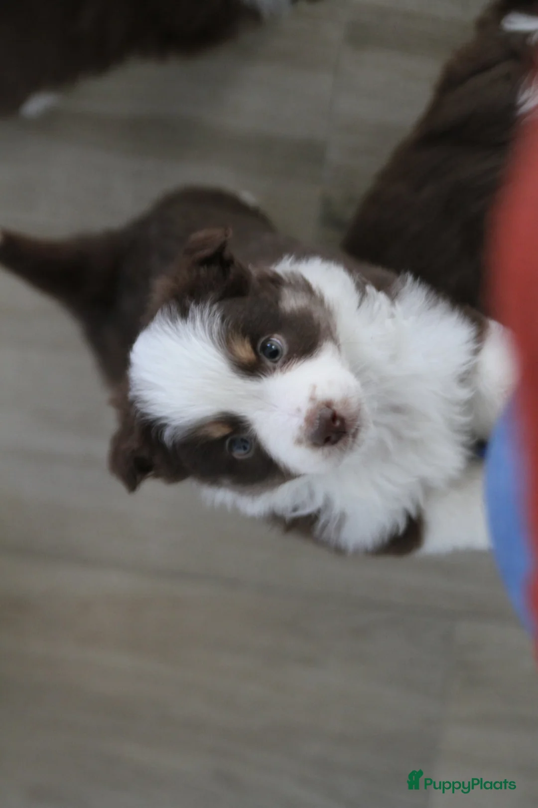 Australian Shepherd honden te koop: Mini American Shepherd pups - mini aussie - Advertentie 15