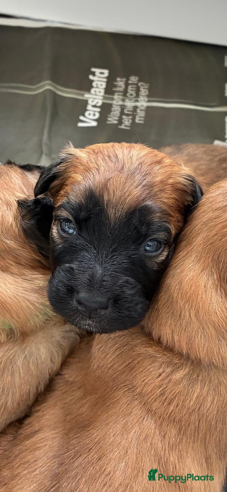 Mechelse Herder honden Baskische herder - Advertentie 1