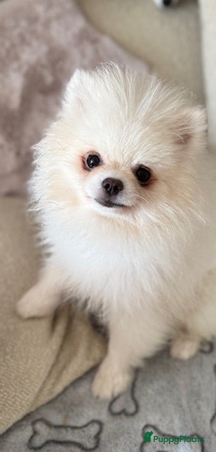 Pomeriaan honden Prachtig wit pomeriaan pupje, reu  - Advertentie 2