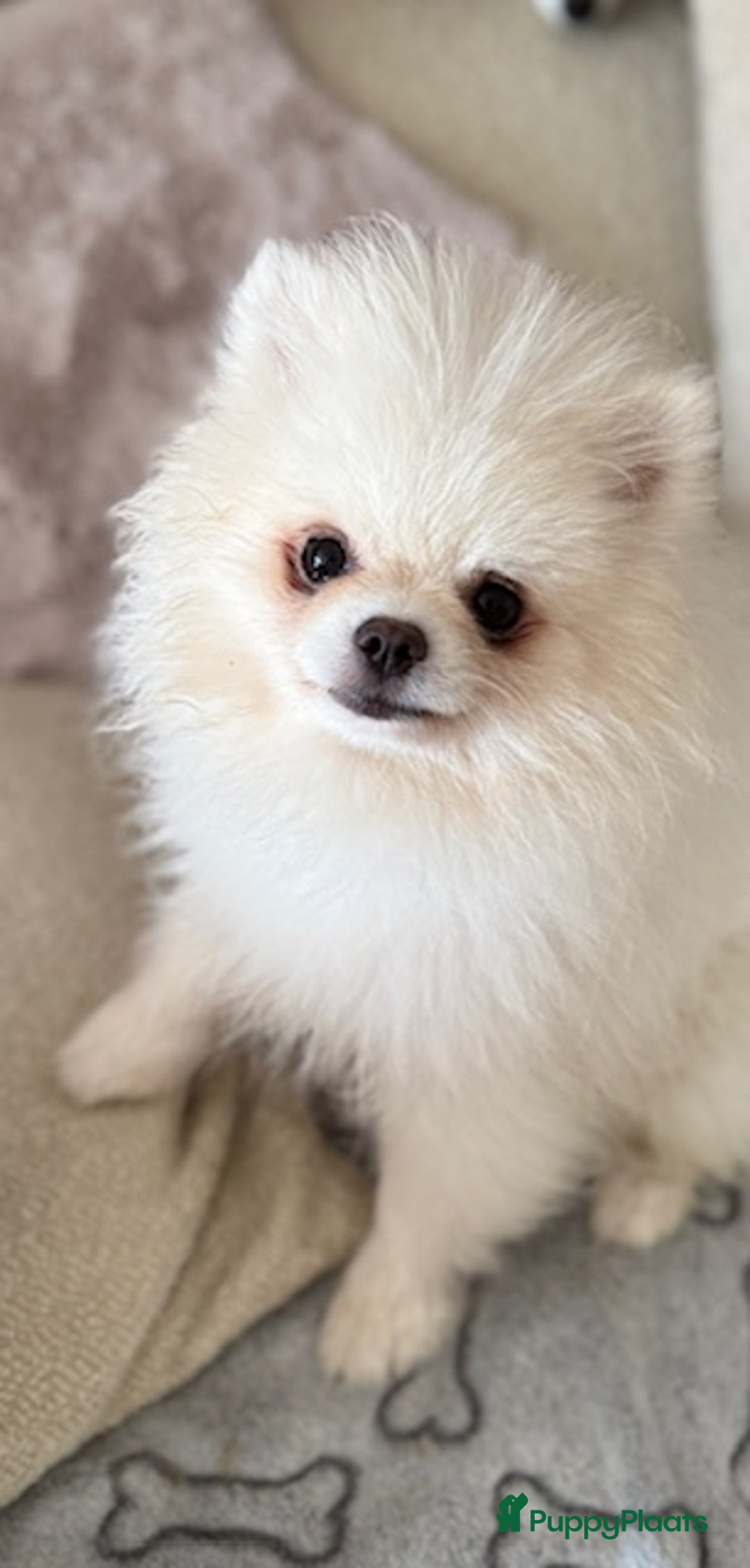 Pomeriaan honden te koop: Prachtig wit pomeriaan pupje, reu  - Advertentie 1