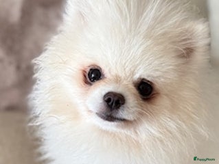 Pomeriaan honden Prachtig wit pomeriaan pupje, reu - Advertentie 1