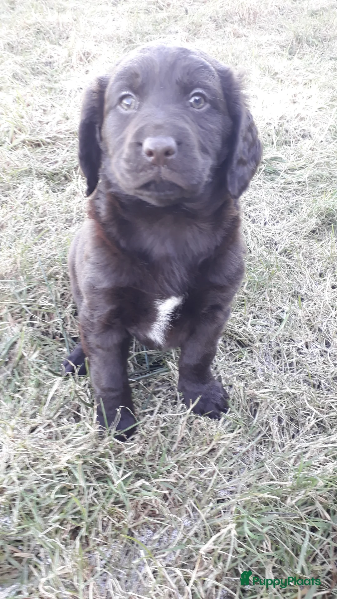Kruising honden te koop: Enthousiaste Labrador X Friese Stabij pups - Advertentie 2