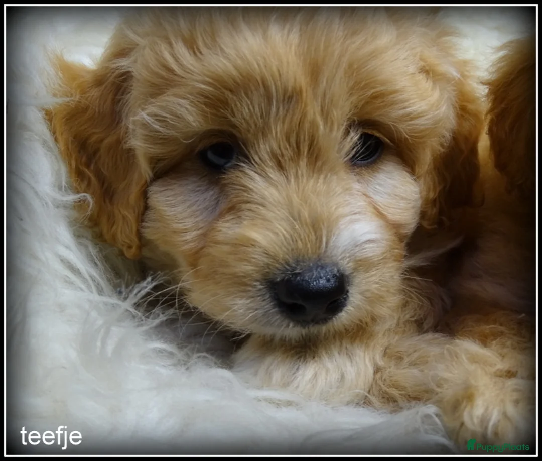 Maltipoo honden te koop: Maltipoo F1b pups - Advertentie 5