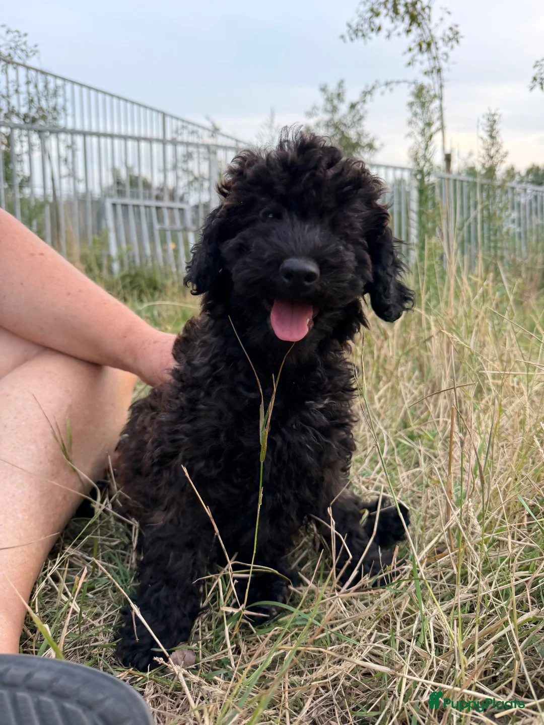 Labradoodle honden te koop: Mooie mini Labradoodle pups! - Advertentie 7