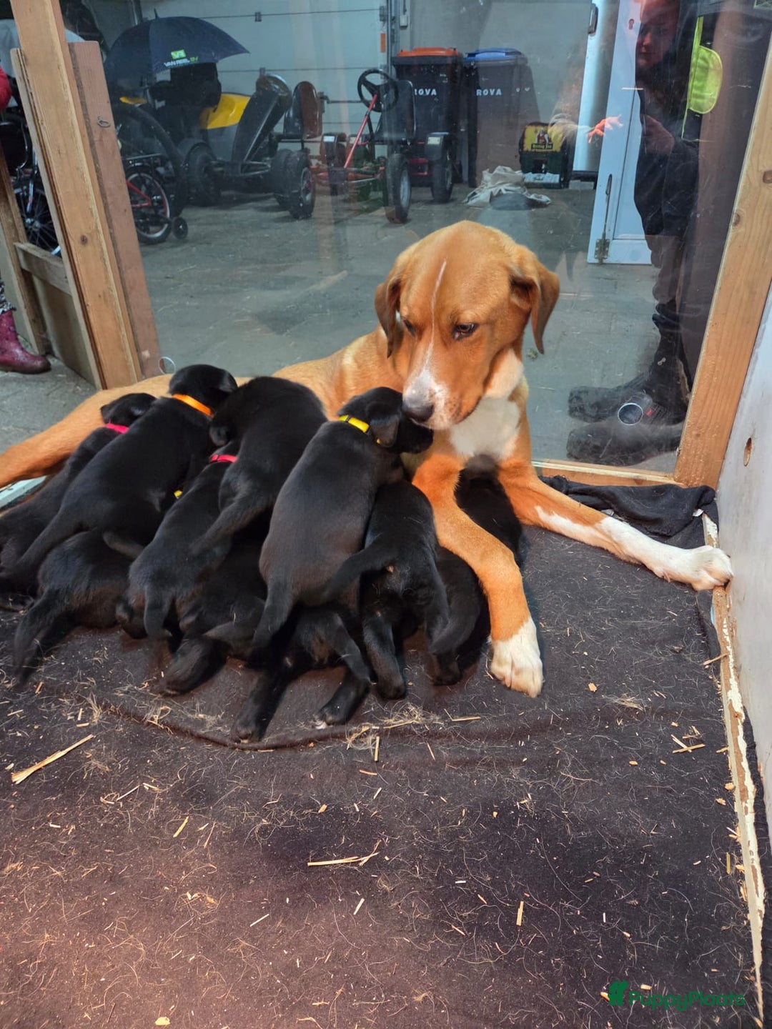 Kruising honden te koop: Grote zwitserse sennenhond x labrador  - Advertentie 1