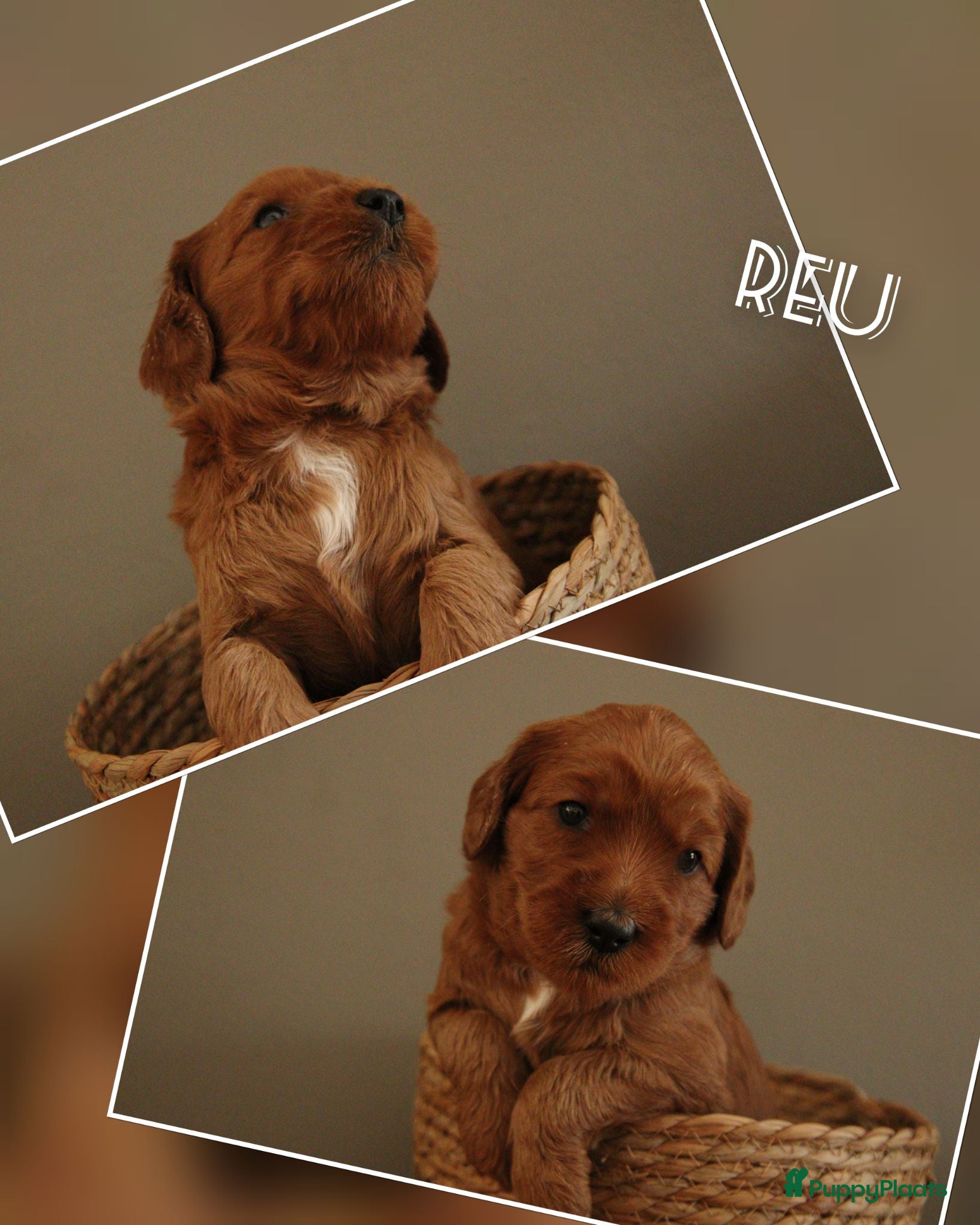 Australian Labradoodle honden Nog 3 autralian labradoodle pups beschikbaar - Advertentie 1