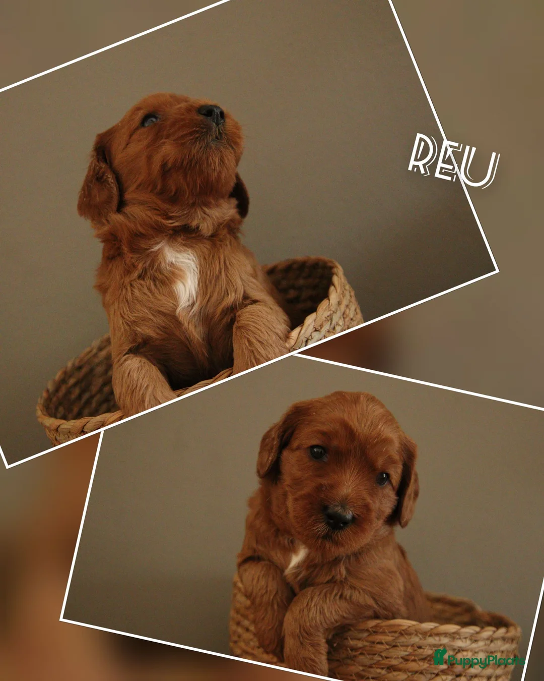 Australian Labradoodle honden te koop: Nog 3 autralian labradoodle pups beschikbaar - Advertentie 1