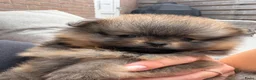 Pomeriaan honden te koop: Raszuivere Pomeranian/pomeriaan/dwergkees puppy’s  - Advertentie 2