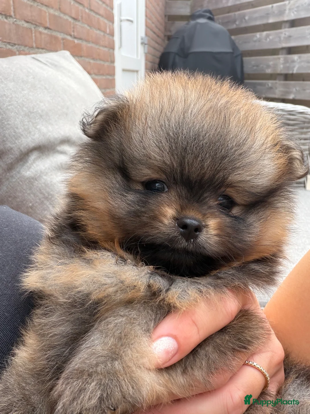 Pomeriaan honden te koop: Raszuivere Pomeranian/pomeriaan/dwergkees puppy’s  - Advertentie 2