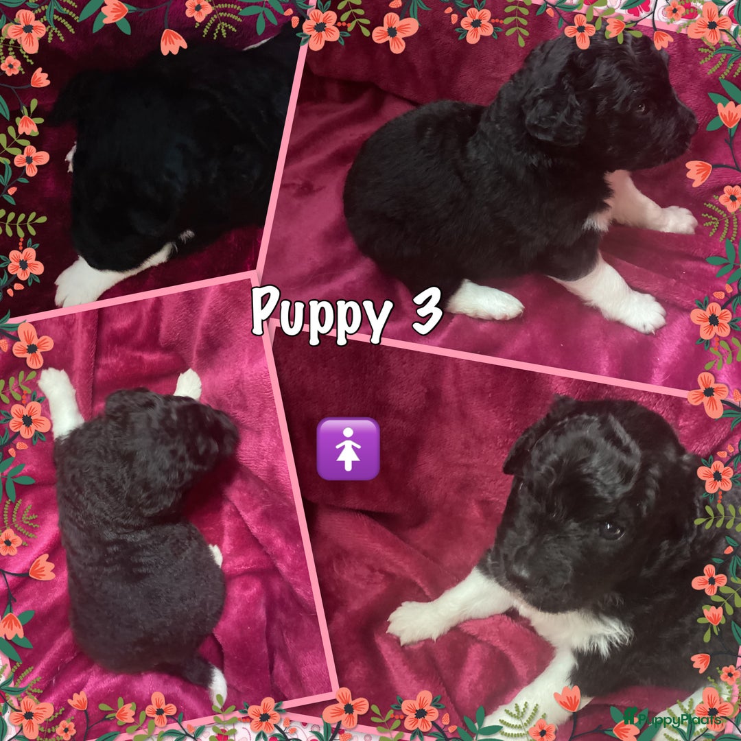 Friese Stabij honden te koop: Prachtige stabij pups - Advertentie 10