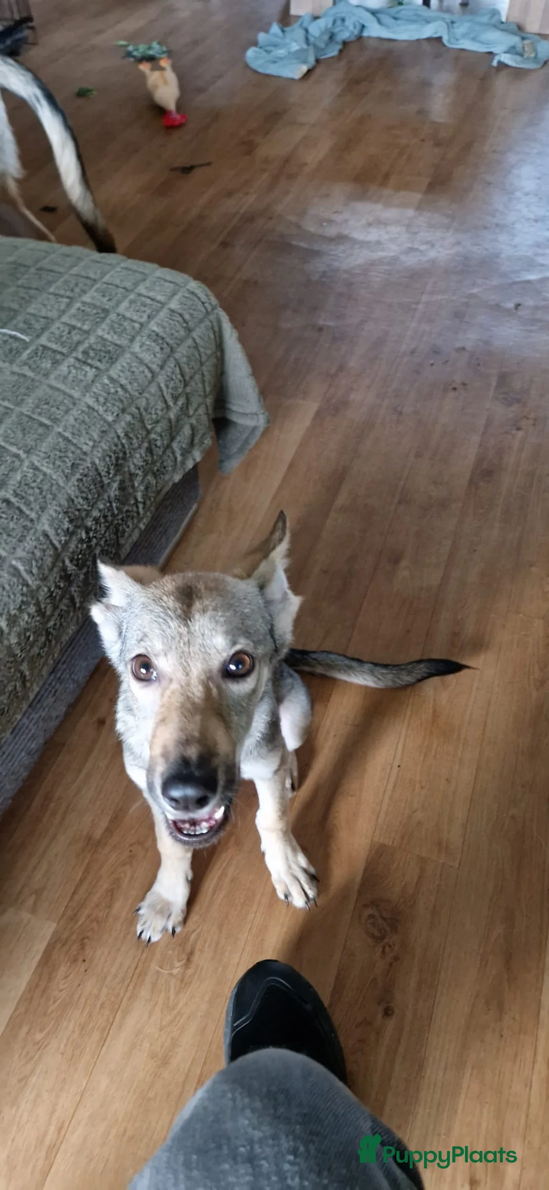 Kruising honden te koop: Tsjechoslowaakse Wolfhond x Tervuerense Herdertjes - Advertentie 4